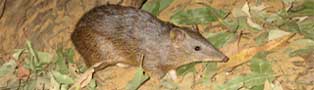 Creery Wetlands and Samphire Cove - Home of the Quenda also known as the Southern Brown Bandicoot